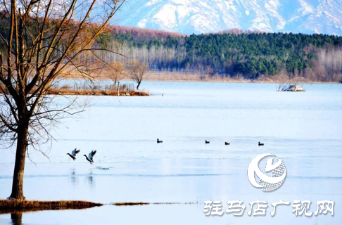 詩朗誦《銅山湖雪岸、玉樹、水鳥........絕美的一幅畫》