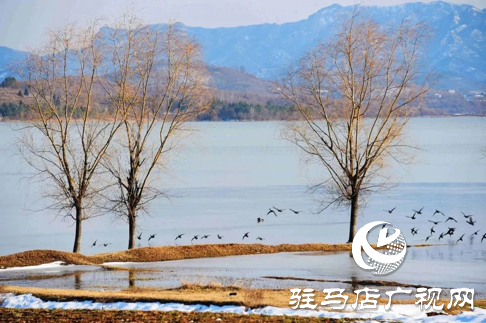 詩朗誦《銅山湖雪岸、玉樹、水鳥........絕美的一幅畫》