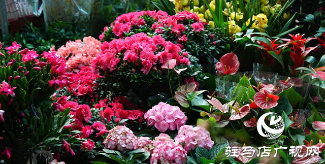 春節(jié)將近 花卉市場(chǎng)供銷兩旺