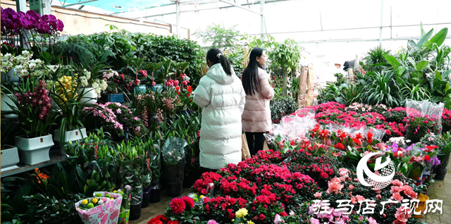 春節(jié)將近 花卉市場(chǎng)供銷兩旺