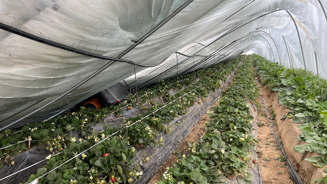 駐馬店：大雪壓壞草莓大棚 農(nóng)技專家指導自救