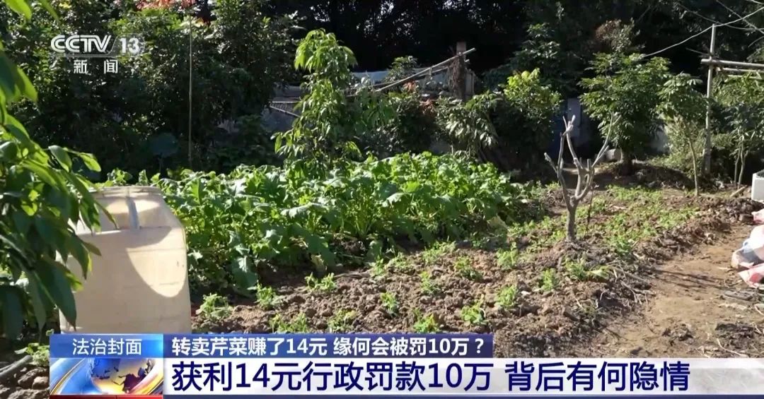 轉(zhuǎn)賣芹菜賺14元被罰10萬，這樣的處罰合理嗎？