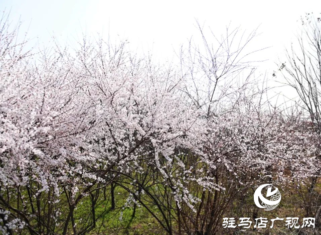 泌陽縣：枝頭覓春意 花開動(dòng)人心