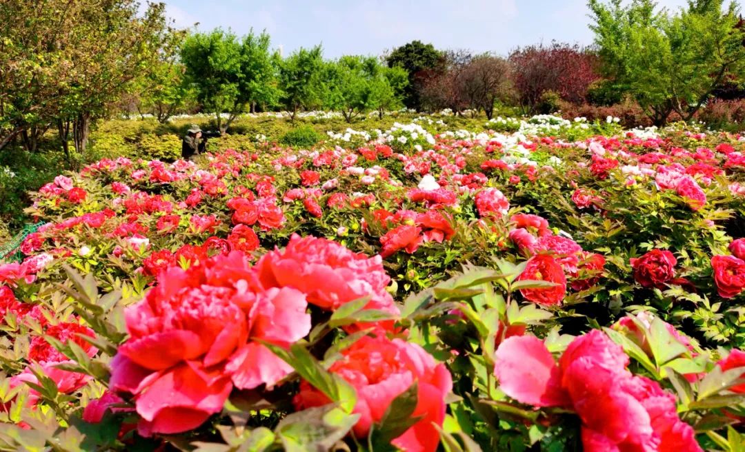 今天，洛陽向全世界發(fā)出邀請(qǐng)！