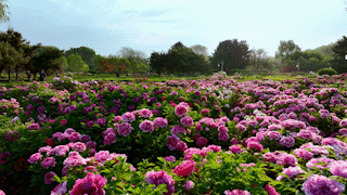 今天，洛陽向全世界發(fā)出邀請(qǐng)！