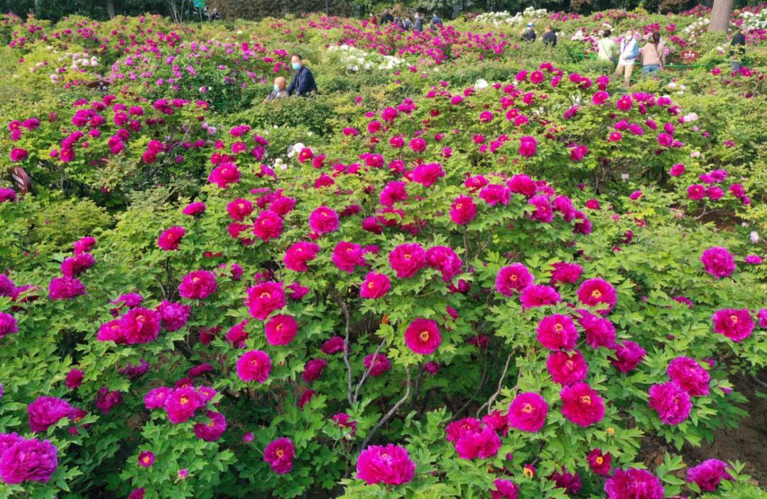 今天，洛陽向全世界發(fā)出邀請(qǐng)！