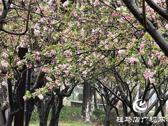 駐馬店：春雨潤(rùn)澤而至 海棠花如約盛開(kāi)