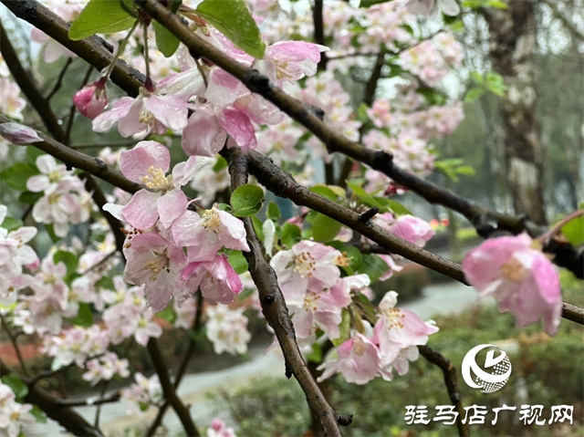 駐馬店：春雨潤(rùn)澤而至 海棠花如約盛開(kāi)