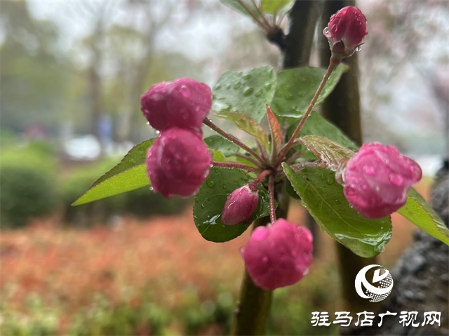 駐馬店：春雨潤(rùn)澤而至 海棠花如約盛開(kāi)