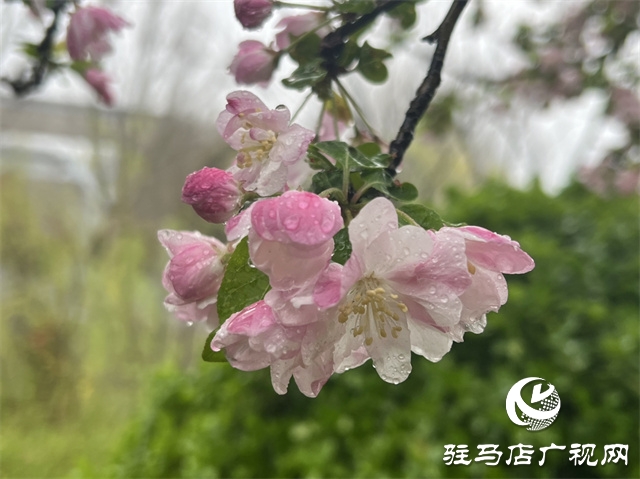 駐馬店：春雨潤(rùn)澤而至 海棠花如約盛開(kāi)