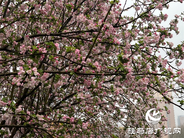 駐馬店：春雨潤(rùn)澤而至 海棠花如約盛開(kāi)