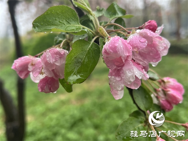駐馬店：春雨潤(rùn)澤而至 海棠花如約盛開(kāi)