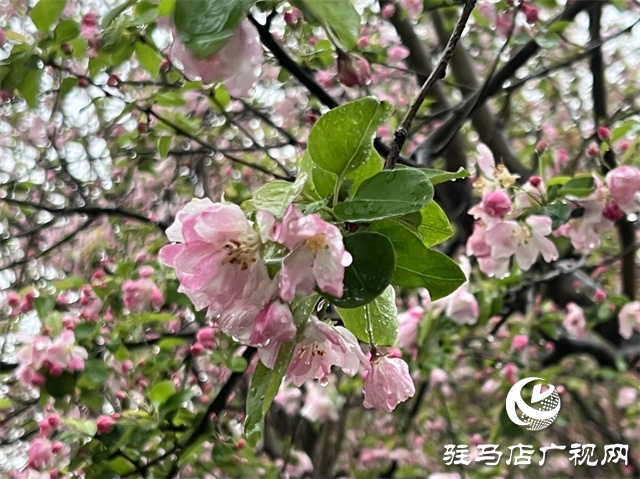 駐馬店：春雨潤(rùn)澤而至 海棠花如約盛開(kāi)