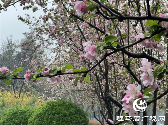 駐馬店：春雨潤(rùn)澤而至 海棠花如約盛開(kāi)