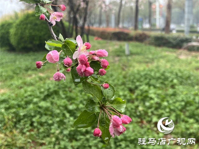 駐馬店：春雨潤(rùn)澤而至 海棠花如約盛開(kāi)