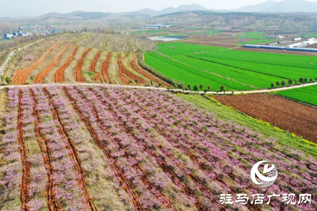 萬畝花田，駐馬店又一春天美景打卡地