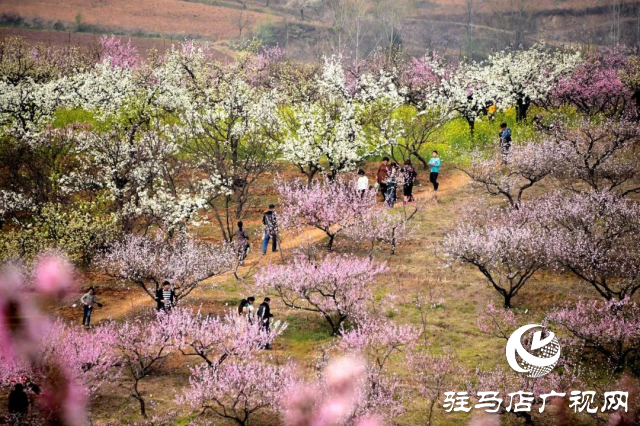 萬畝花田，駐馬店又一春天美景打卡地