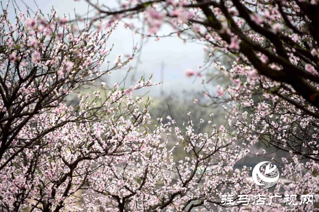 萬畝花田，駐馬店又一春天美景打卡地