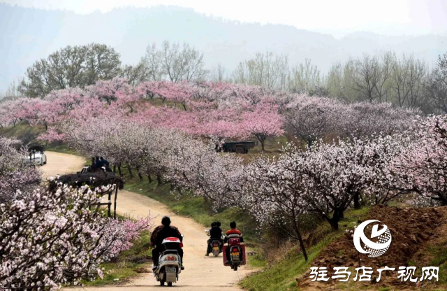 萬畝花田，駐馬店又一春天美景打卡地