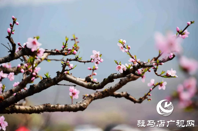 萬畝花田，駐馬店又一春天美景打卡地