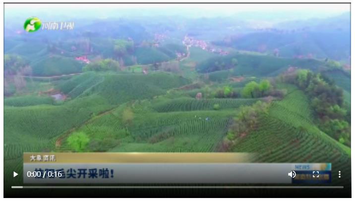 信陽毛尖開采啦！