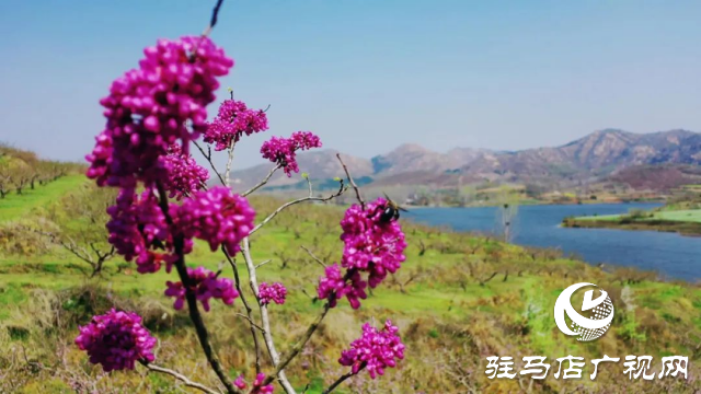 泌陽(yáng)縣馬谷田鎮(zhèn)郭莊水庫(kù)：千樹(shù)萬(wàn)樹(shù)桃花梨花開(kāi)