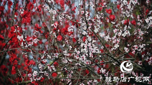 泌陽(yáng)縣馬谷田鎮(zhèn)郭莊水庫(kù)：千樹(shù)萬(wàn)樹(shù)桃花梨花開(kāi)