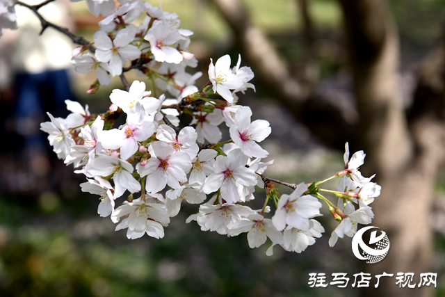 平輿融媒記者與新媒體之家(網(wǎng)紅)開(kāi)展采風(fēng)踏青活動(dòng)