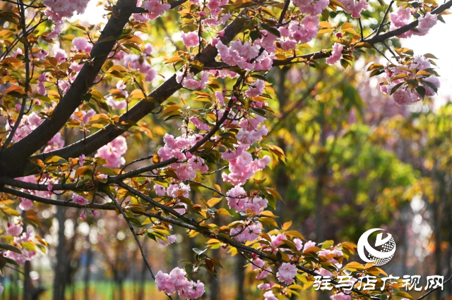 泌陽(yáng)縣：櫻花爛漫綻放 錦繡春山如畫(huà)卷