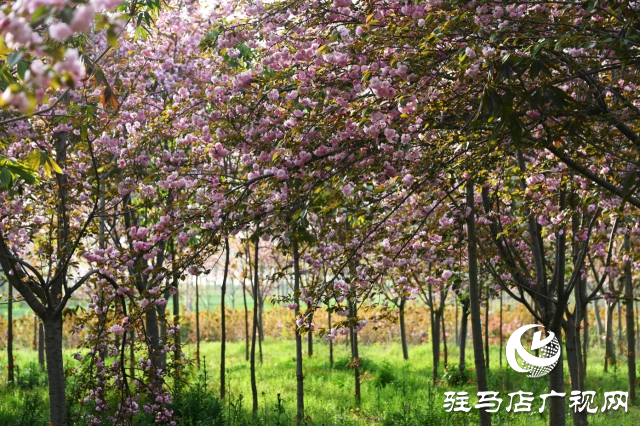 泌陽(yáng)縣：櫻花爛漫綻放 錦繡春山如畫(huà)卷