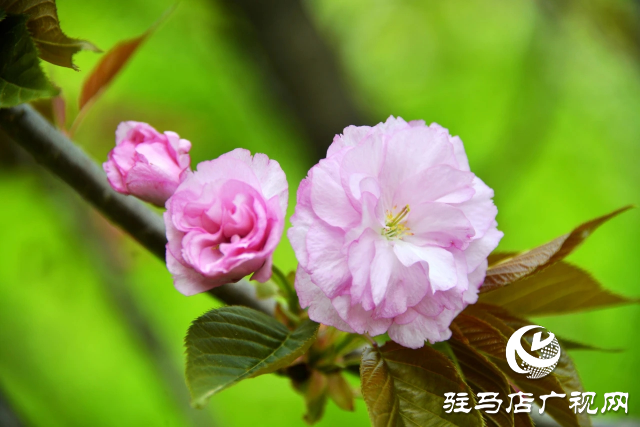 泌陽(yáng)縣：櫻花爛漫綻放 錦繡春山如畫(huà)卷