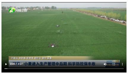 河南：小麥進入生產(chǎn)管理中后期 科學(xué)防控保豐收