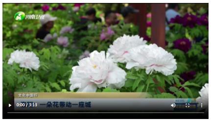 洛陽：一朵花帶動一座城丨文化中國行