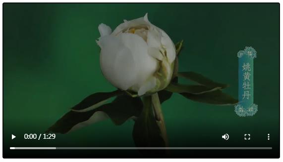 央媒觀豫丨漲知識(shí)！洛陽牡丹為何能盛放千年？