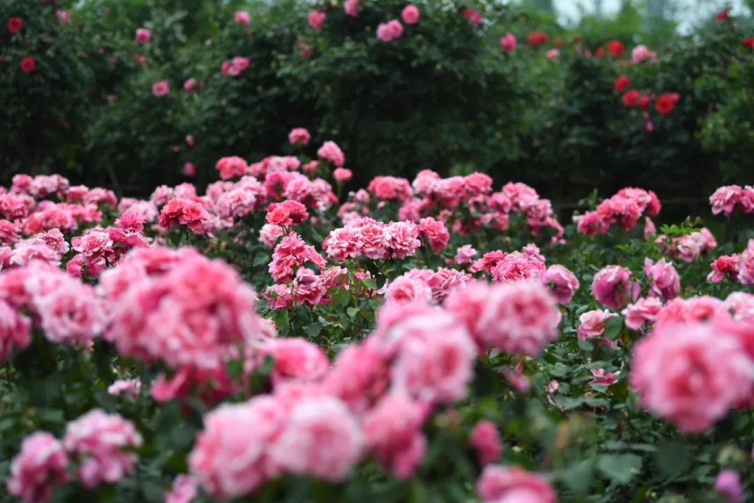 這就是，南陽！