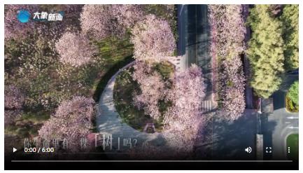 如何生根、枝繁、花開？河南一座城守護(hù)一棵樹的故事