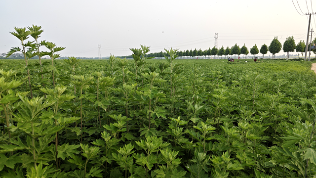 泌陽縣黃山口鄉(xiāng)：打好生態(tài)牌 藥材變藥財