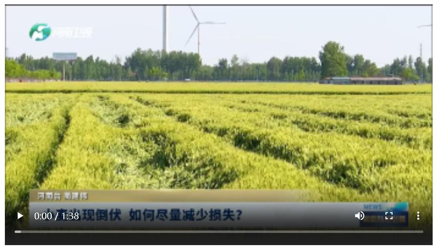 小麥出現(xiàn)倒伏 如何盡量減少損失？