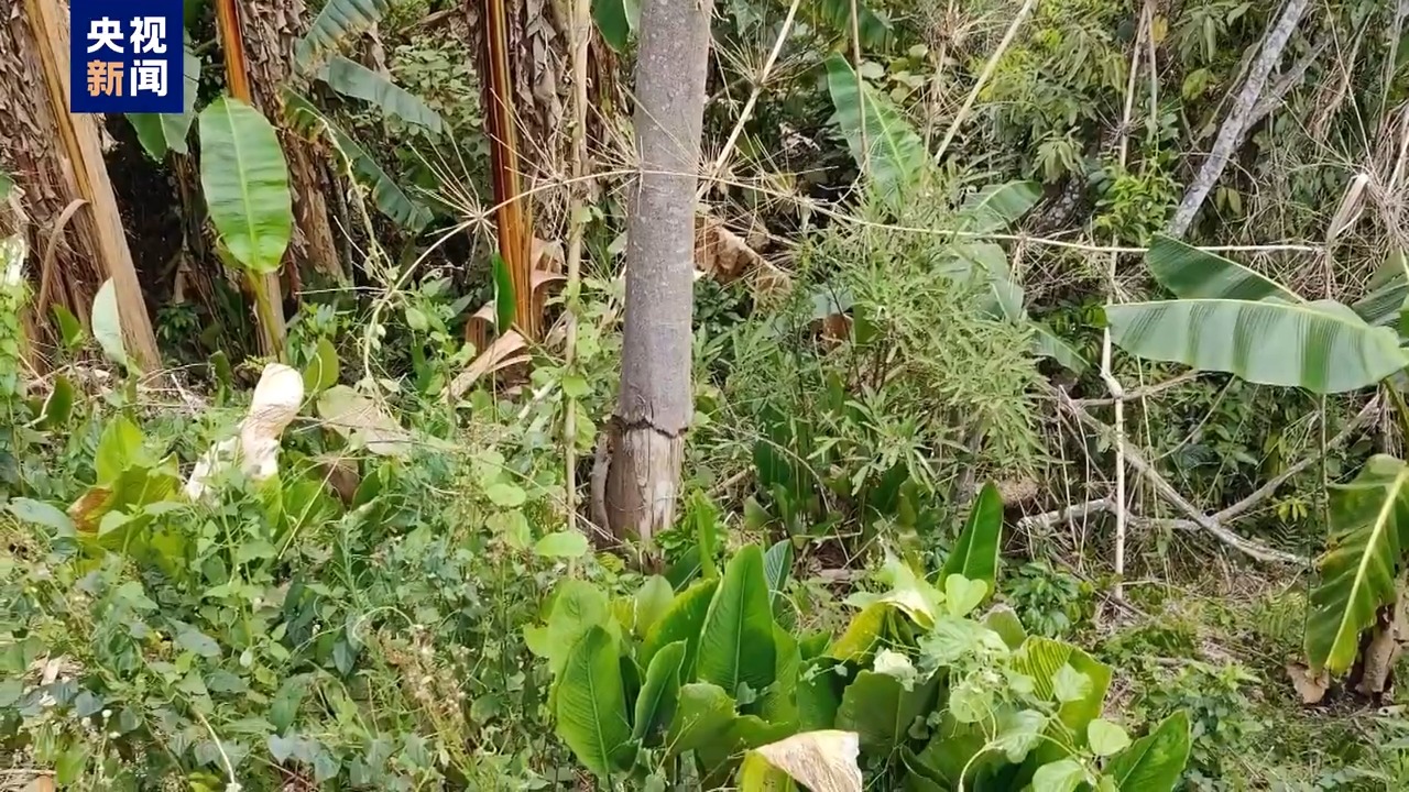 毀林種咖啡、江豚慘死 中央生態(tài)環(huán)保督察通報七地典型案例