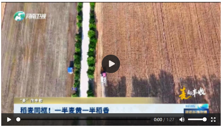 稻麥同框！一半麥黃一半稻香|“麥”向豐收