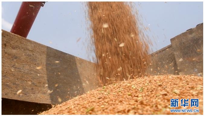 河南鎮(zhèn)平:糧歸倉 稈變寶