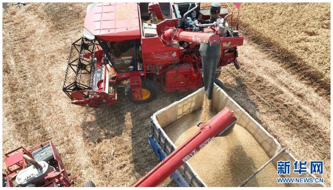 河南鎮(zhèn)平:糧歸倉 稈變寶