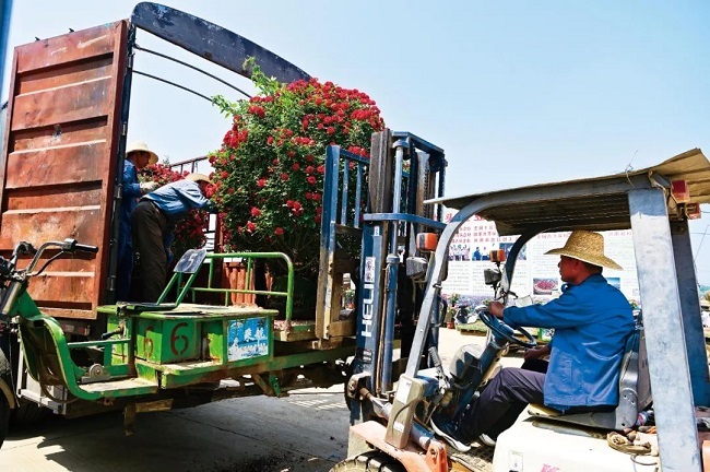 “豫”見四季·夏丨河南“花兒”讓顏值變產(chǎn)值