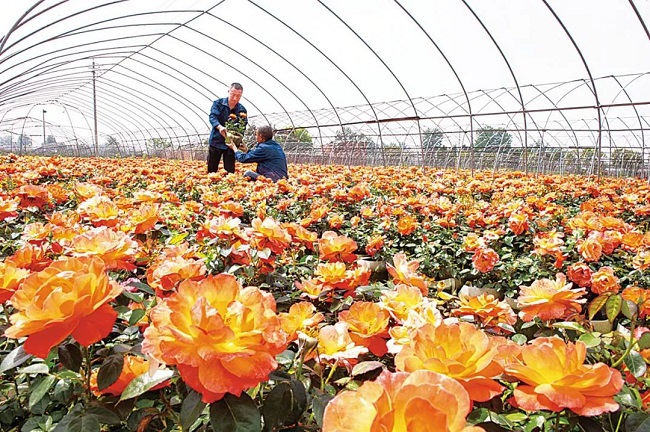 “豫”見四季·夏丨河南“花兒”讓顏值變產(chǎn)值