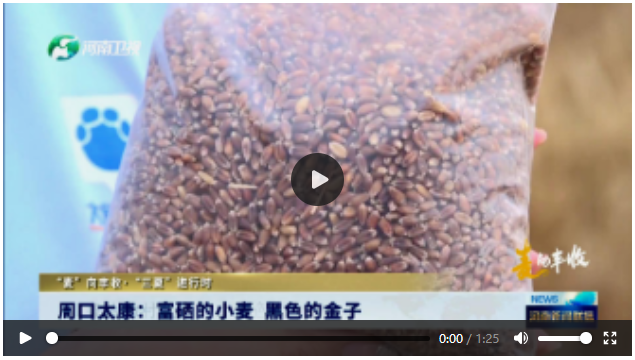 周口太康：富硒的小麥 黑色的金子丨“麥”向豐收·“三夏”進行時