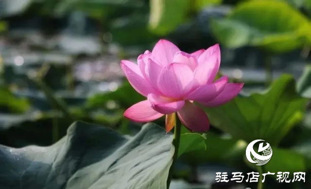 荷花綻放泌陽(yáng) 清晨賞花正當(dāng)時(shí)