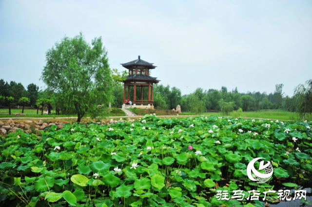 荷花綻放泌陽(yáng) 清晨賞花正當(dāng)時(shí)