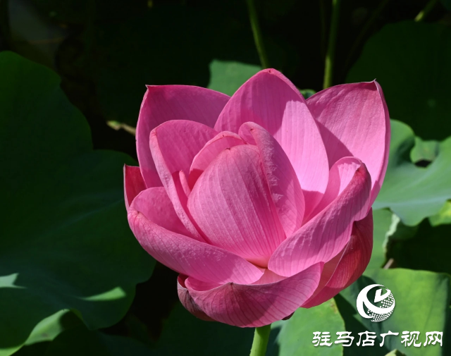 荷花綻放泌陽(yáng) 清晨賞花正當(dāng)時(shí)