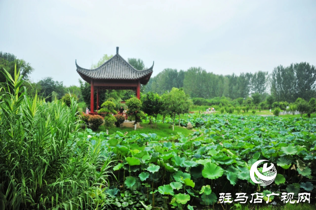荷花綻放泌陽(yáng) 清晨賞花正當(dāng)時(shí)