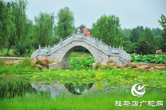 荷花綻放泌陽(yáng) 清晨賞花正當(dāng)時(shí)